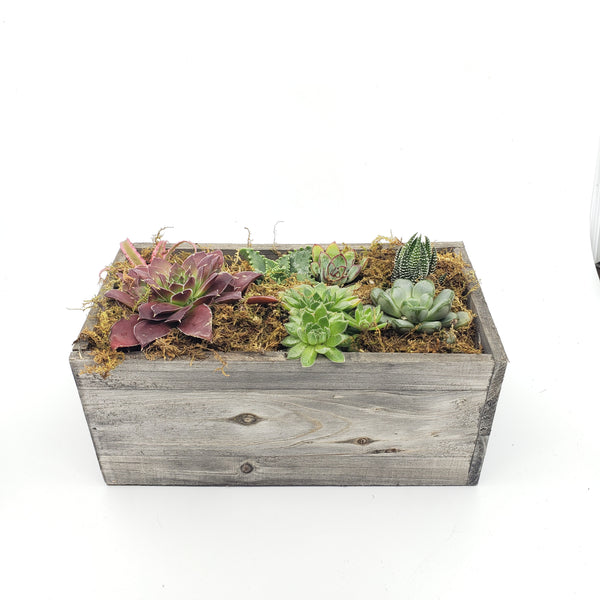 THE BOYS - SUCCULENT BOX PLANTER